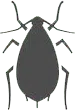cimice