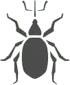 coleotteri