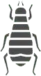 coleottero