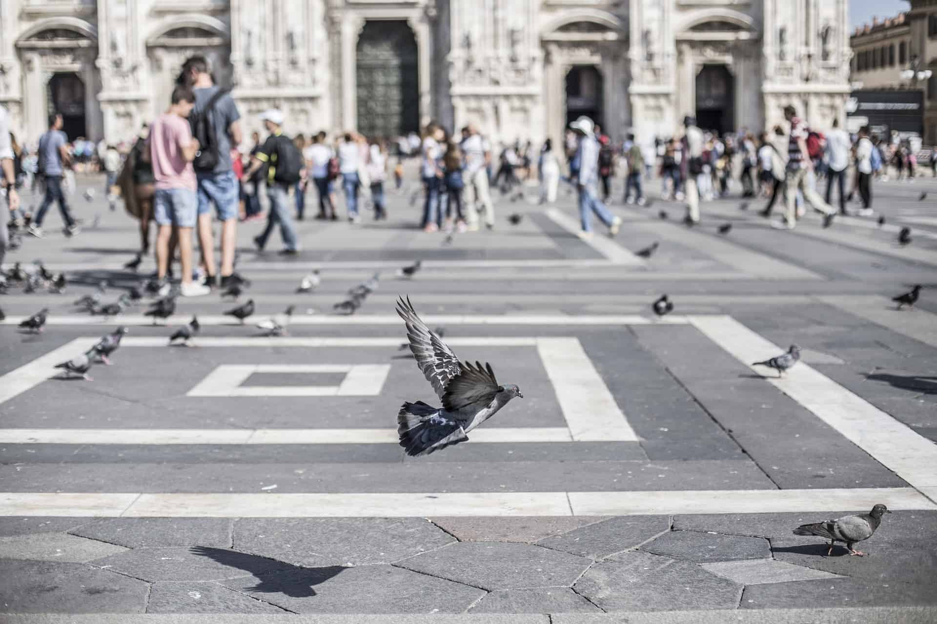 dissuasori per piccioni