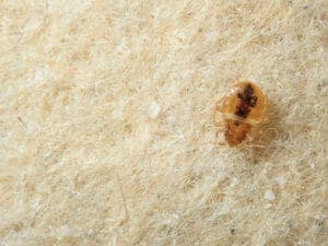 Come eseguire la disinfestazione cimici da letto?