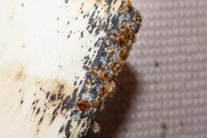Effettuare una disinfestazione "fai da te" per le cimici da letto è un'operazione rischiosa che potrebbe aggravare la situazione dell'infestazione