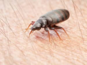 In genere la cimice del letto è parassita dell'uomo e in specifici casi di animali domestici