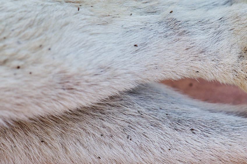 pulci-su-cane