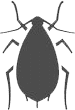 cimice