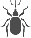 coleotteri