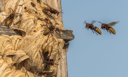 Con la giusta attenzione e precauzione, è possibile vivere in un ambiente sicuro e privo di calabroni