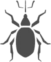 coleotteri