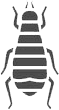 coleottero