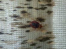 Per affrontare il problema della presenza della cimice dei letti nella città di Venezia è possibile rivolgersi ad una buona ditta di disinfestazioni cimici