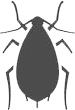 cimice