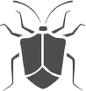 cimici eterotteri