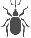 coleotteri